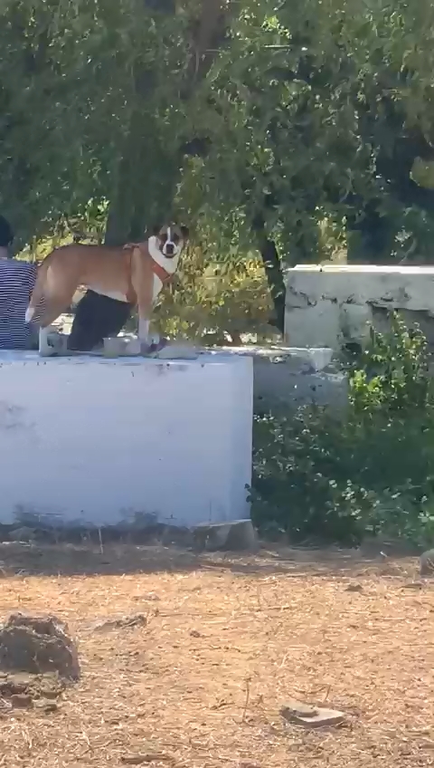 WhatsApp Video 2022-09-15 at 1.15.45 PM.mp4_snapshot_00.28.jpg